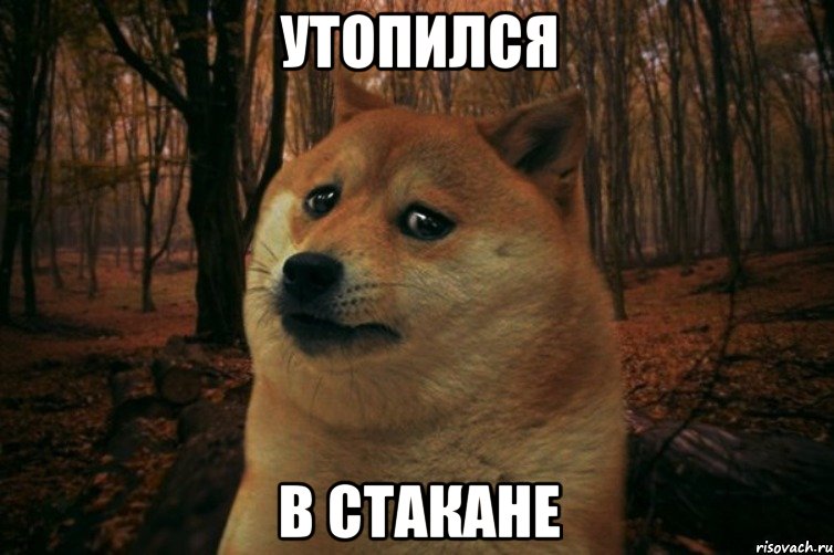 утопился в стакане, Мем SAD DOGE