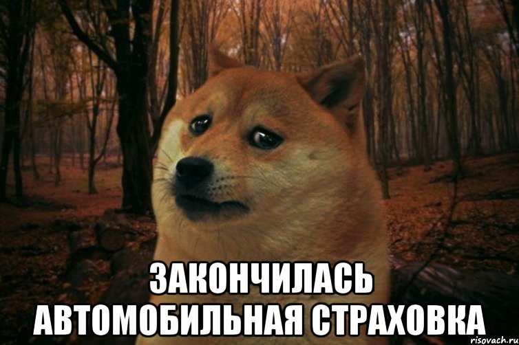  Закончилась автомобильная страховка, Мем SAD DOGE