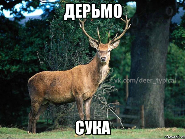 дерьмо сука, Мем Паблик Типичный олень