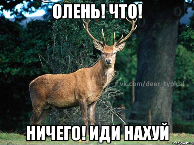 Олень! Что! Ничего! ИДИ нАХУЙ, Мем Паблик Типичный олень