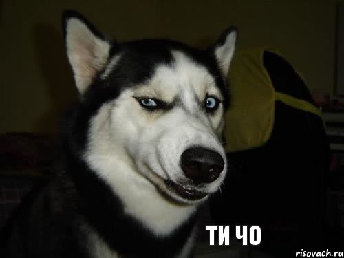 ти чо, Комикс  Собака подозревака