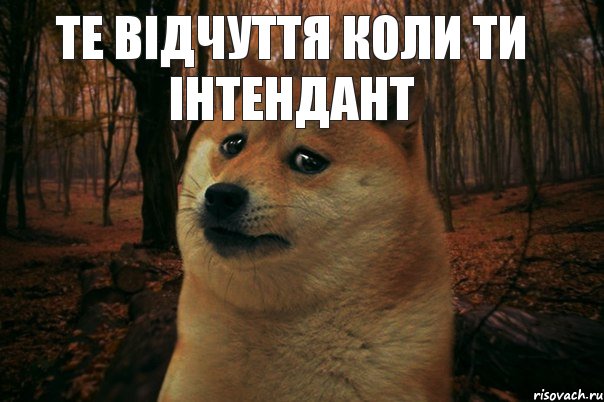 те відчуття коли ти інтендант  але ти не любиш солодкого, Мем SAD DOGE