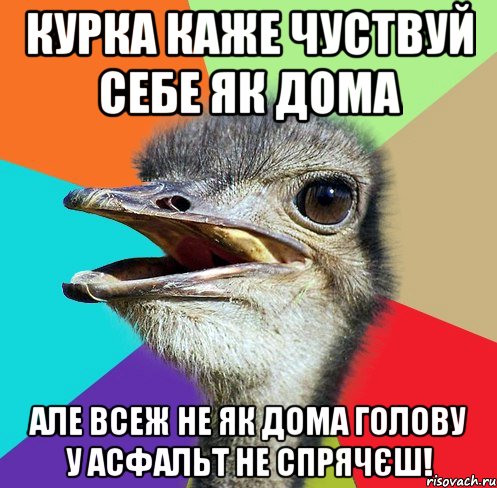 Курка каже чуствуй себе як дома Але всеж не як дома Голову у асфальт не спрячєш!
