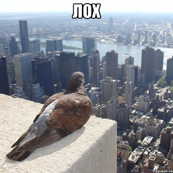 лох 