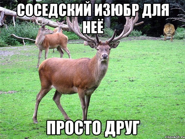 соседский изюбр для неё просто друг