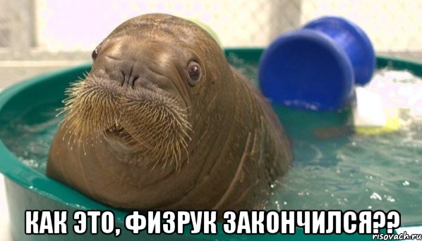  Как это, физрук закончился??
