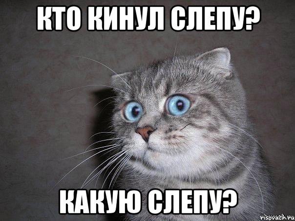 Кто кинул слепу? Какую слепу?, Мем  удивлённый кот