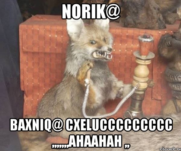 NORIK@ BAXNIQ@ CXELUCCCCCCCCC ,,,,,,,AHAAHAH ,,, Мем Упоротый лис курит кальян