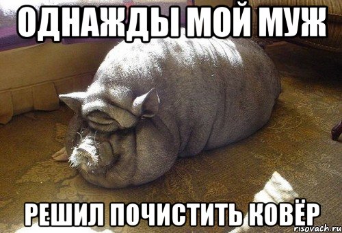 однажды мой муж решил почистить ковёр, Мем Вьетнамская свинья