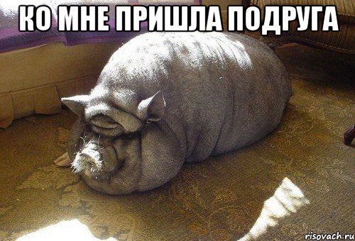 ко мне пришла подруга , Мем Вьетнамская свинья