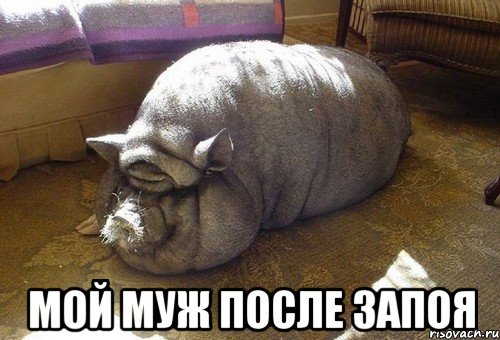  мой муж после запоя, Мем Вьетнамская свинья