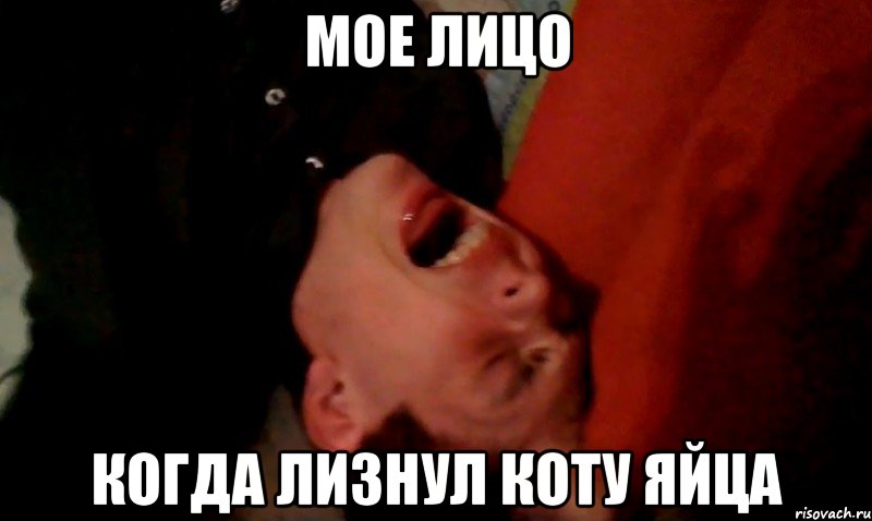 мое лицо когда лизнул коту яйца