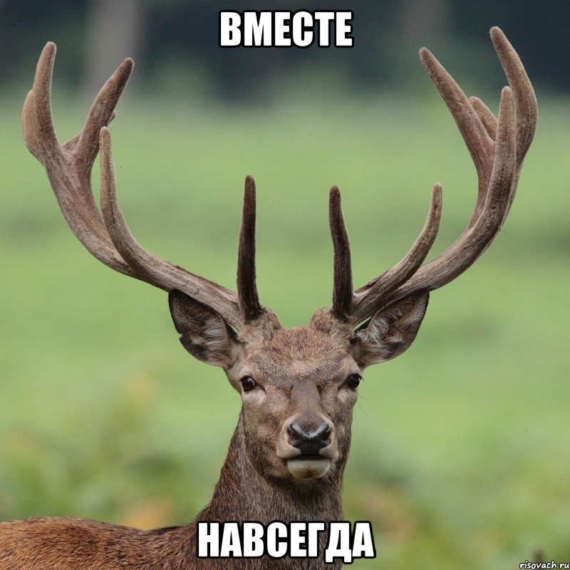 Вместе навсегда, Мем  Я олень