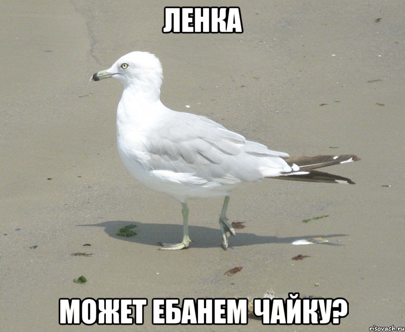 ленка может ебанем чайку?