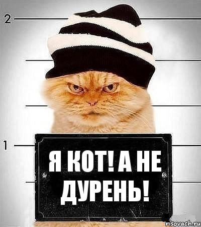 Я Кот! А Не Дурень!, Комикс  Зэккот