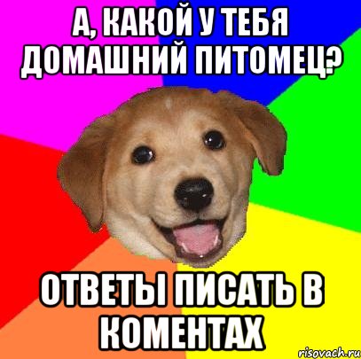 а, какой у тебя домашний питомец? ответы писать в коментах, Мем Advice Dog