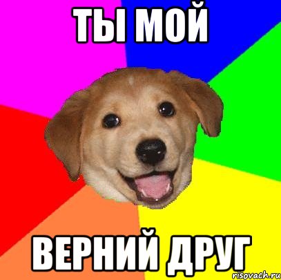 ты мой верний друг, Мем Advice Dog