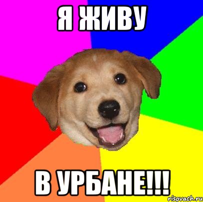 я живу в Урбане!!!, Мем Advice Dog