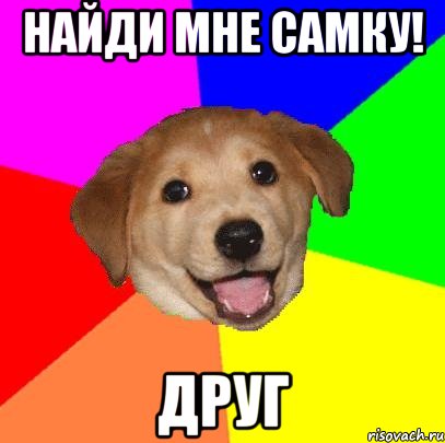 Найди мне самку! Друг, Мем Advice Dog