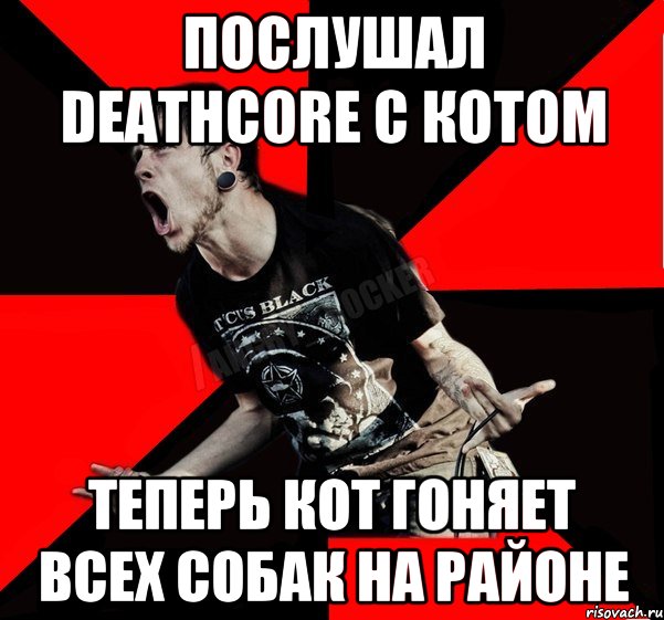 Послушал Deathcore с котом Теперь кот гоняет всех собак на районе, Мем Агрессивный рокер