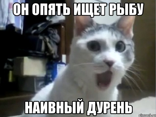 Он опять ищет рыбу Наивный дурень, Мем Ах ты ж хитрая жопа