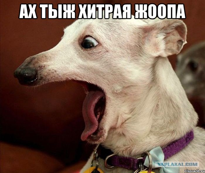 Ах тыж Хитрая жоопа 