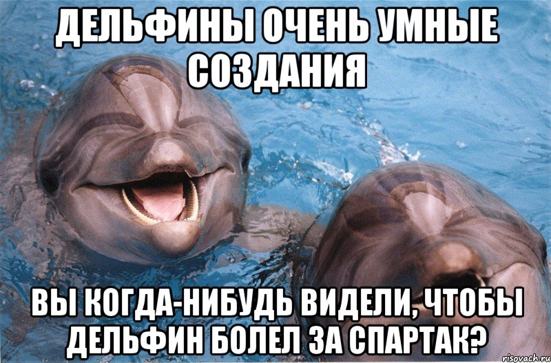 дельфины очень умные создания вы когда-нибудь видели, чтобы дельфин болел за спартак?