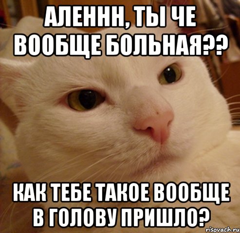 Аленнн, ты че вообще больная?? Как тебе такое вообще в голову пришло?, Мем Дерзкий котэ