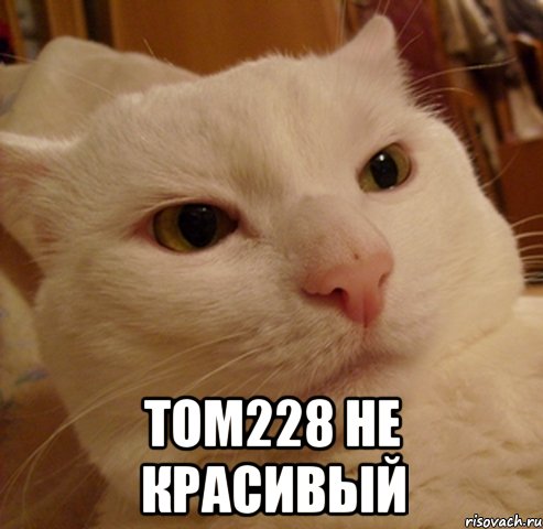  Том228 не красивый, Мем Дерзкий котэ