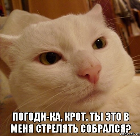  Погоди-ка, Крот. Ты это в меня стрелять собрался?, Мем Дерзкий котэ