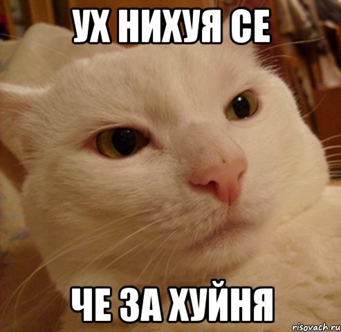 ух нихуя се че за хуйня, Мем Дерзкий котэ