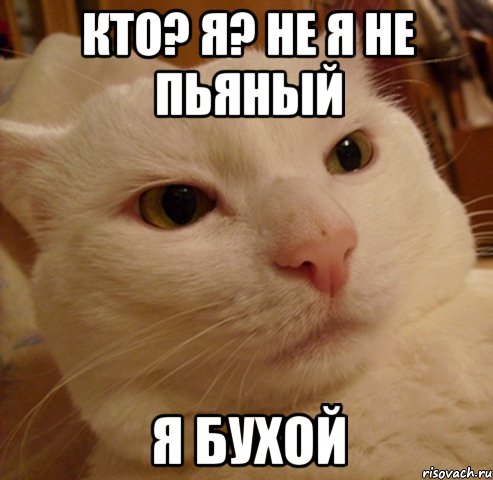 Кто? Я? Не я не пьяный я бухой, Мем Дерзкий котэ