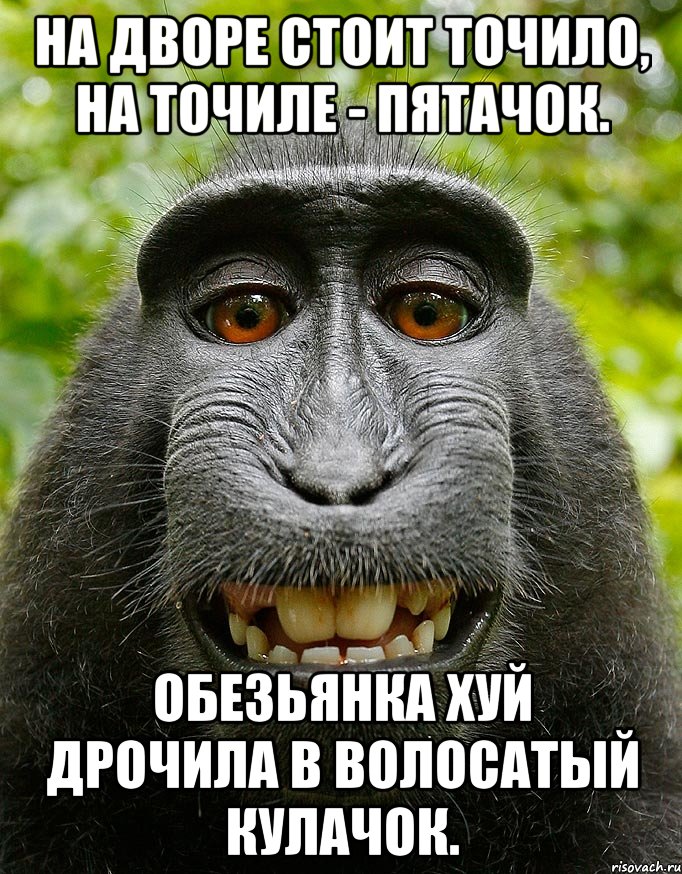 На дворе стоит точило, На точиле - пятачок. Обезьянка хуй дрочила В волосатый кулачок., Мем  Довольная обезьяна