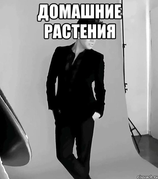 Домашние растения 