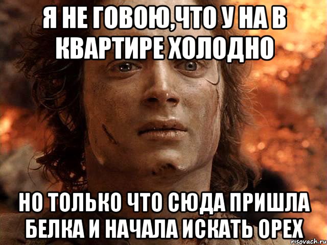 я не говою,что у на в квартире холодно но только что сюда пришла белка и начала искать орех, Мем Frodo