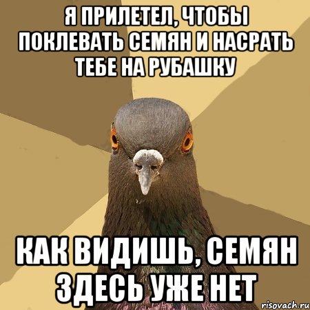 Я прилетел, чтобы поклевать семян и насрать тебе на рубашку Как видишь, семян здесь уже нет, Мем голубь