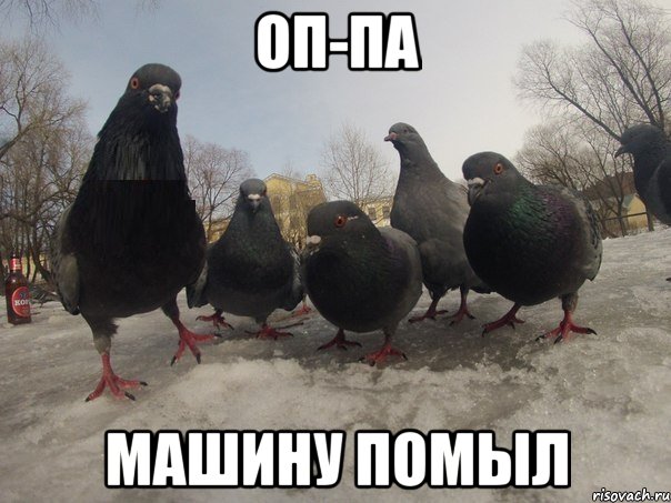ОП-ПА МАШИНУ ПОМЫЛ, Мем голубь