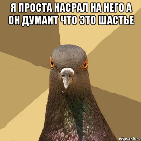 я проста насрал на него а он думаит что это шастье , Мем голубь