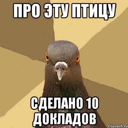 про эту птицу сделано 10 докладов, Мем голубь