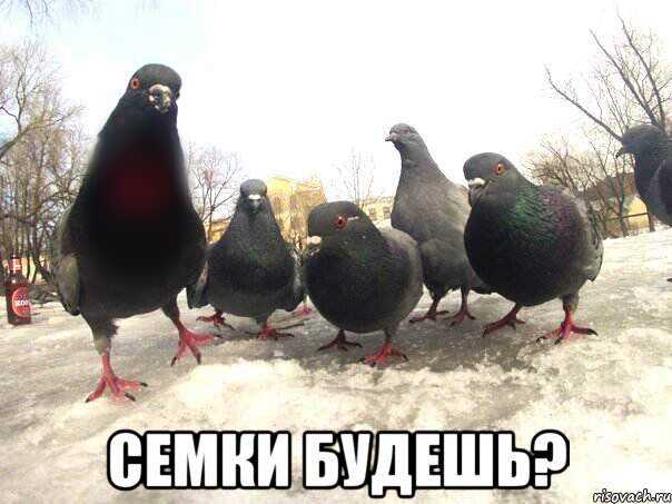  Семки будешь?