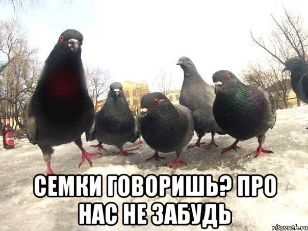  Семки говоришь? Про нас не забудь