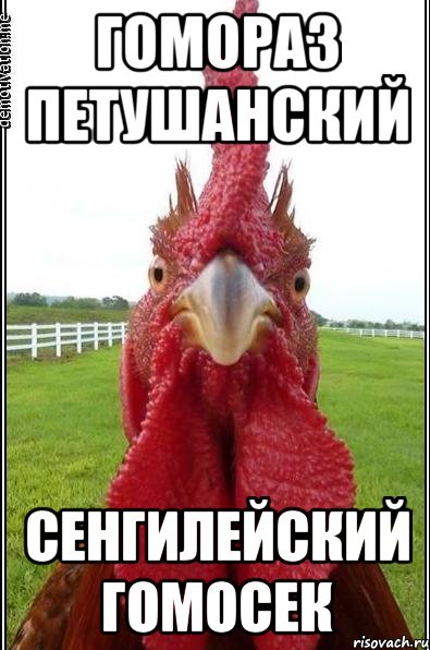 Гомораз Петушанский сенгилейский гомосек