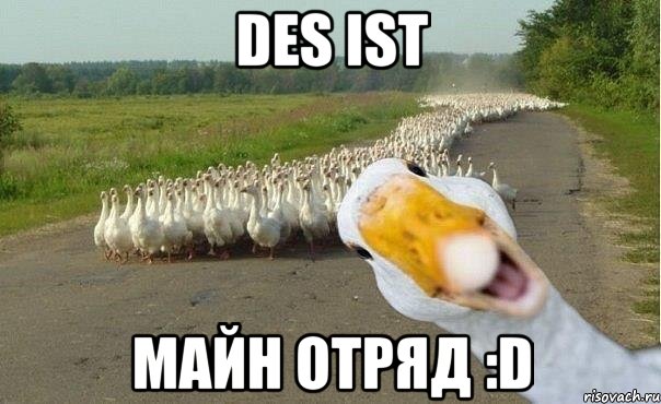 Des ist майн отряд :D, Мем гуси