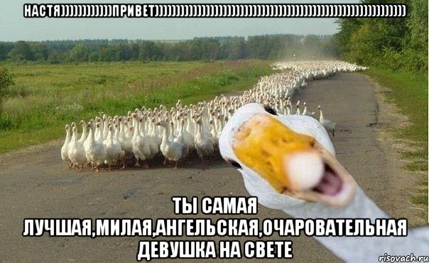 Настя))))))))))))привет))))))))))))))))))))))))))))))))))))))))))))))))))))))))))) ты самая лучшая,милая,ангельская,очаровательная девушка на свете, Мем гуси