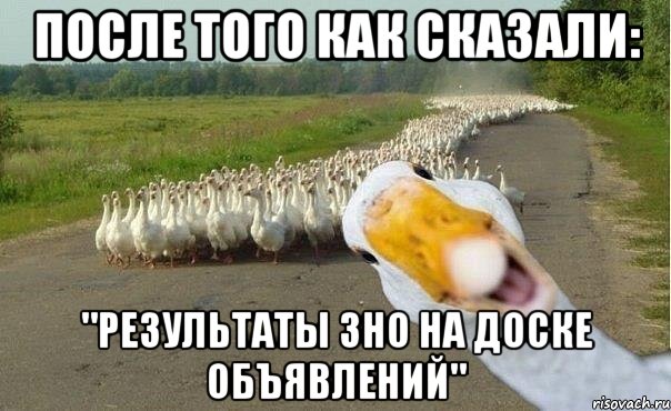 После того как сказали: "результаты ЗНО на доске объявлений", Мем гуси