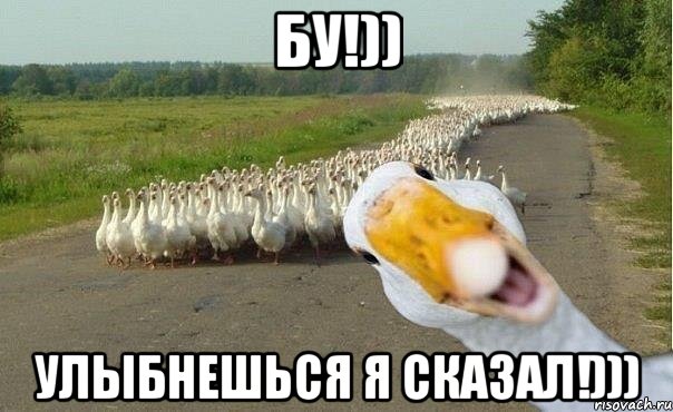 БУ!)) Улыбнешься я сказал!))), Мем гуси