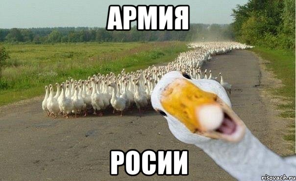армия Росии, Мем гуси