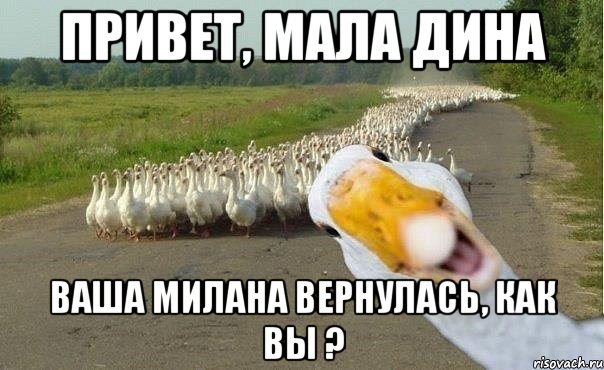 Привет, Мала Дина ваша Милана вернулась, как вы ?, Мем гуси