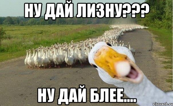 ну дай лизну??? ну дай блее...., Мем гуси