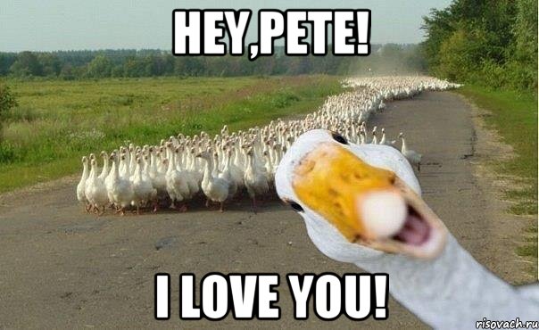 Hey,Pete! i love you!, Мем гуси